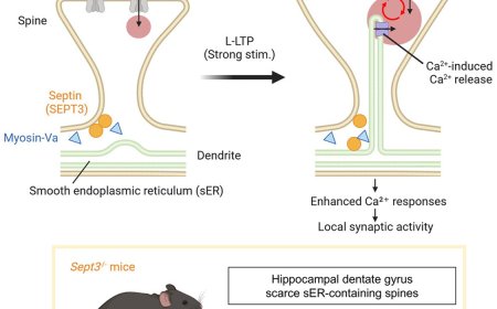 Cytoskeletal role in long term memory consolidation