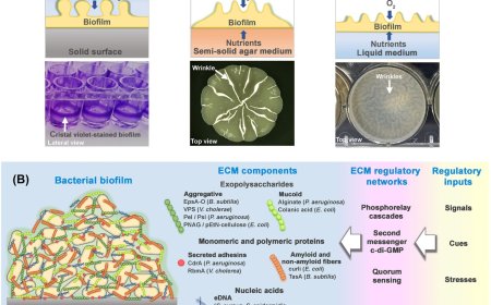 Antibiotics role in modulating biofilm formation