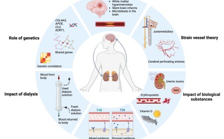 The relationship between kidney health and neurodegenerative diseases