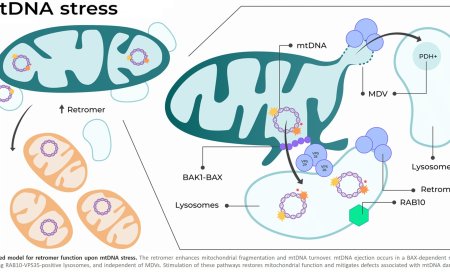 New mechanism to relieve mitochondrial stress
