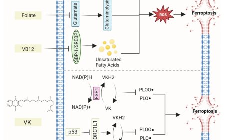 Gut microbial metabolism in ferroptosis and colorectal cancer