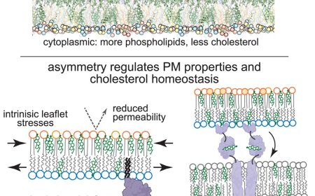 Cell membranes sustain phospholipid imbalance via cholesterol asymmetry