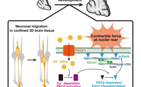 How neurons migrate through crowded brain tissue