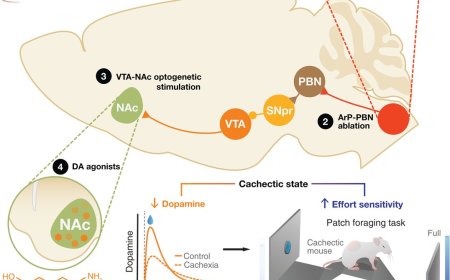 A neuroimmune circuit mediates cancer cachexia-associated apathy