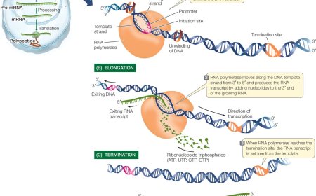 Transcription, Transcription Factors, and  Chromatin Remodeling