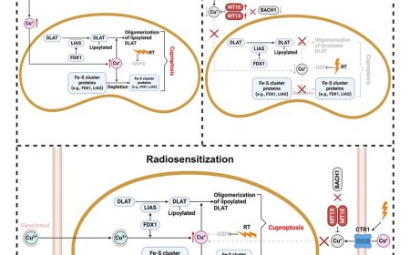 How radiotherapy overcomes tumor radioresistance