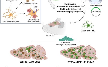 Human iPSC-microglia to deliver disease-modifying proteins to the brain