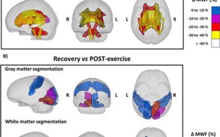 The brain utilizes myelin during endurance exercise