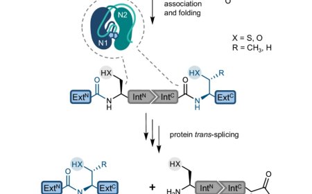 Improved method for producing designer proteins