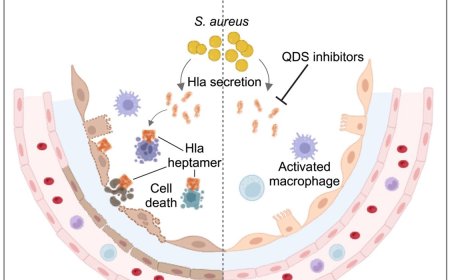 Ameliorating Staphylococcus aureus lung infections