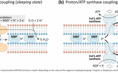 Role of myelin during sleep and energy supply during wakefulness