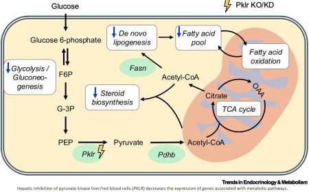 Targeting PKLR in liver diseases