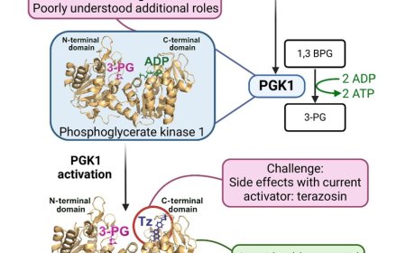 Phosphoglycerate kinase 1 as a therapeutic target in neurological disease