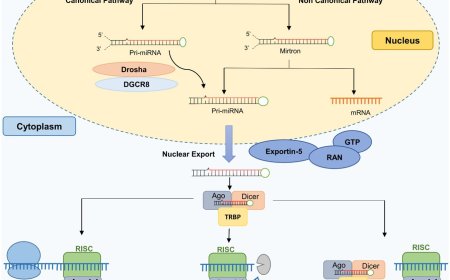 MicroRNA’s in neurodegenerative diseases