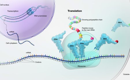 Protein Translation