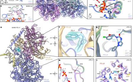 Small molecules restore mutant mitochondrial DNA polymerase activity