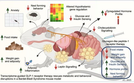 Rescuing metabolic and behavioral disruptions in a Bardet-Biedl Syndrome mouse model
