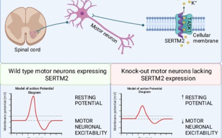 A neuroactive peptide identified from long non-coding RNA in motor neurons