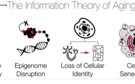 DNA methylation entropy is a biomarker for aging