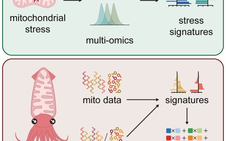 SQUID to evaluate mitochondrial stress