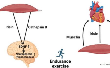 Skeletal muscle-heart, skeletal muscle-brain crosstalk during exercise