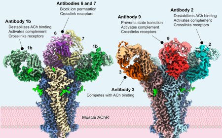Acetylcholine structure reveals mechanisms that cause autoimmune disease