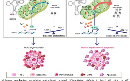 Fetal anemia linked to mitochondrial protein synthesis deficiency