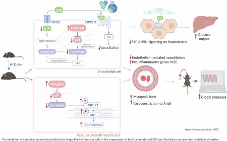 Inhibition of ceramide synthesis contributes to cardiometabolic diseases