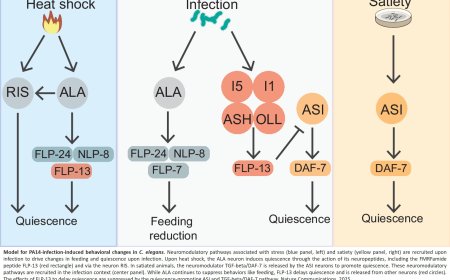 Pathogen infection induces sickness behaviors through neuromodulators linked to stress and satiety in C. elegans