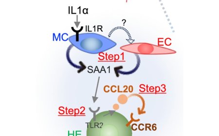 Placenta-derived factor promotes the expansion of liver progenitor cells
