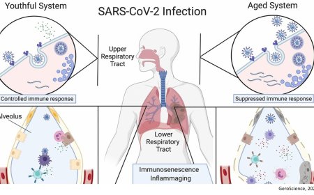 Associations of epigenetic aging and COVID- 19