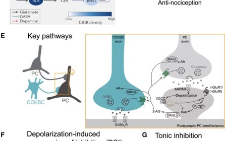 Brain endocannabinoid signaling in behaving animals