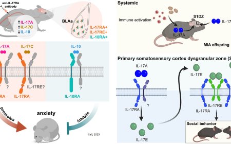 How immune activity can alter mood and fuel anxiety