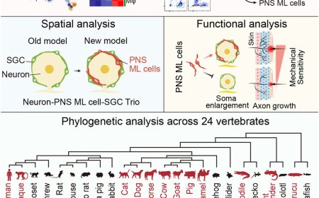 PNS microglia-like cells found to regulate neuron size