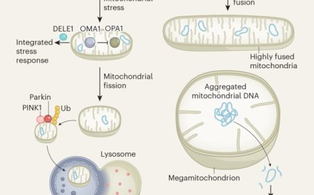 Stopping mitochondrial fusion to prevent escape of mitochondrial DNA