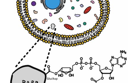Post translational modification of the same amino acid twice in cells!