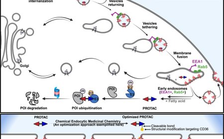 CD36-dependent pathway to enhance cancer drug uptake