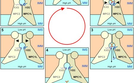 Structural insight into mitochondrial pyruvate carrier