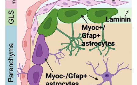 Highly specialized astrocyte subtype identified!