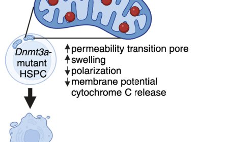 Aging-related blood disorders from supercharged mitochondria