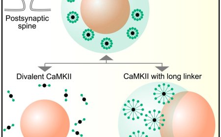 Simulating multilayered protein condensates support learning and memory