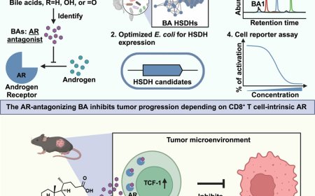 Gut microbes release cancer-fighting bile acids that block hormone signals