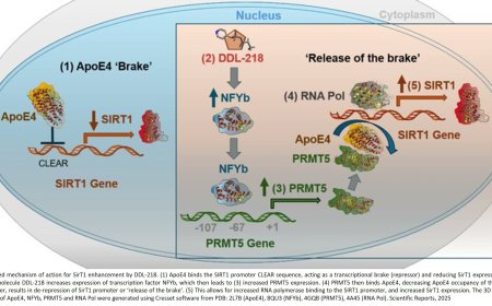 A small-molecule to treat Alzheimer’s disease