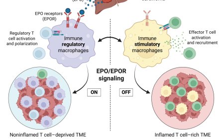 Tumor-derived erythropoietin acts as an immunosuppressive switch in cancer immunity