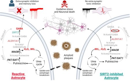 Enzymes critical for astrocytic GABA production in Alzheimer’s disease identified!