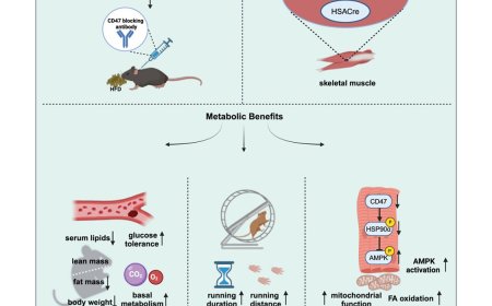 CD47-blocking antibody confers metabolic benefits against obesity