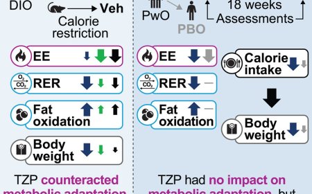 Tirzepatide's role in weight loss and metabolic health