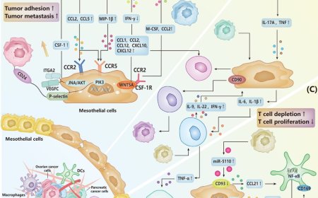 Interplay between mesothelial and immune cells in the tumor microenvironment