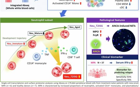 Predicting relapse of autoimmune small vessel vasculitis