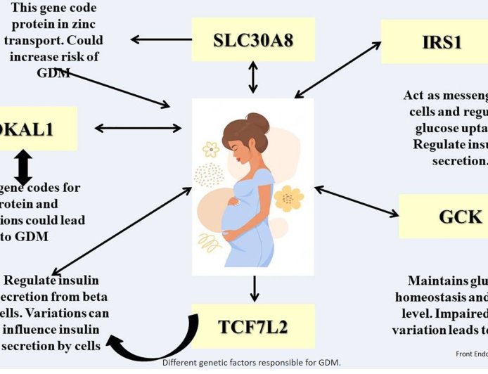 Genetic factors in Gestational Diabetes